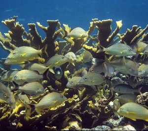 Elkhorn (above) and staghorn coral, essential habitat for fish and other marine species, have declined by as much as 98–99 percent since the 1970s. Photo Courtesy of August Rode