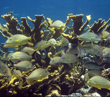 Protecting the Caribbean Coral Reefs Is the Fed’s Affair