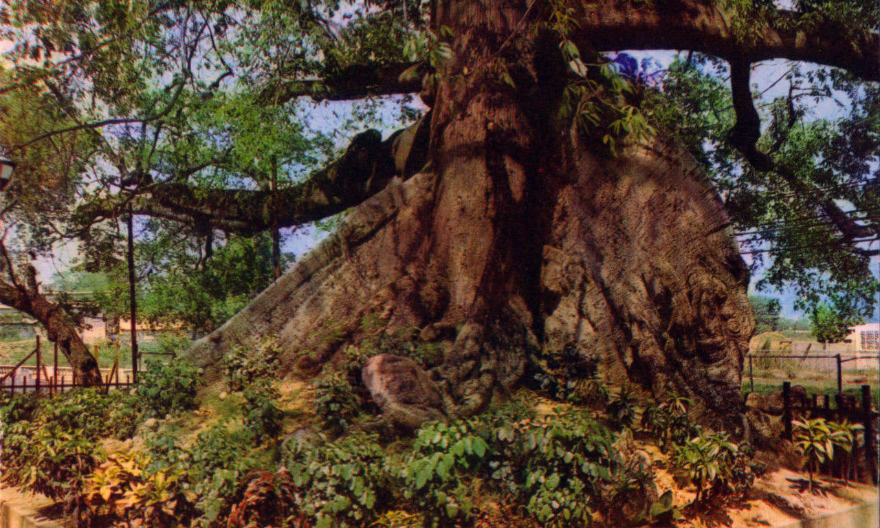 THE OLD CEIBA TREE