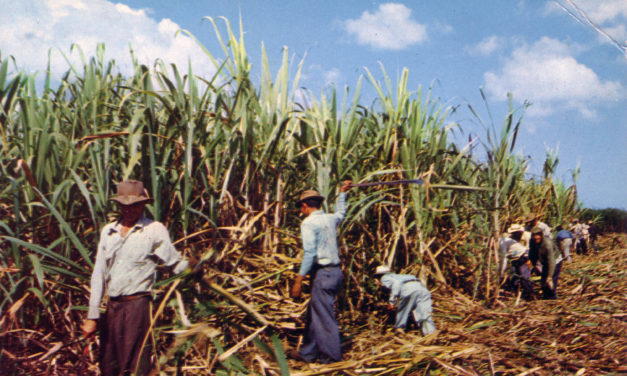 SUGAR CANE