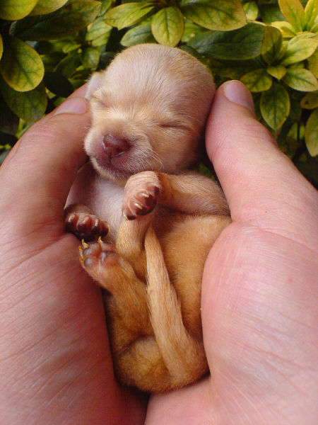 World’s Smallest Chihuahua Puppy